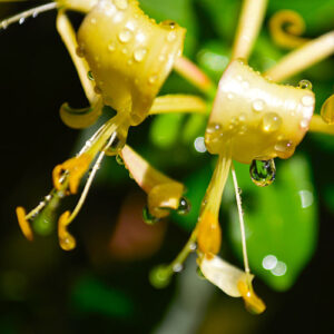 TFA Honeysuckle