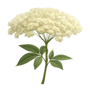 INW Elderflower